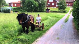 Slåtter med Ardennern Euro [upl. by Czarra]