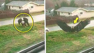 Massive Eagle Lands In Man’s Yard – He Calls 911 After Realizing WHY [upl. by Alemat354]