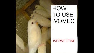 Ivermectin ivomec ko birds ko kesy di jay [upl. by Rodama]