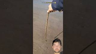 sea snake save seasnake fishing savingonelife fish [upl. by Lanevuj]