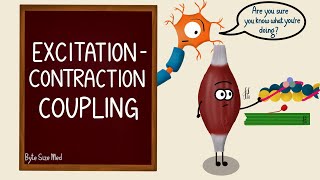 Excitation Contraction Coupling  Skeletal Muscle Contraction  Cross Bridge Cycling  Myology [upl. by Eelamme]