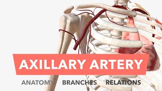 Axillary Artery  Anatomy Branches amp Relations [upl. by Gombach]