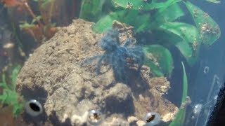 Feeding a Caribena versicolor sling 1080p 60FPS [upl. by Nevetse]