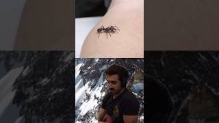 Craziest Insect Sting in the Amazon 😱  Joe rogan animals wildlife [upl. by Eizle497]