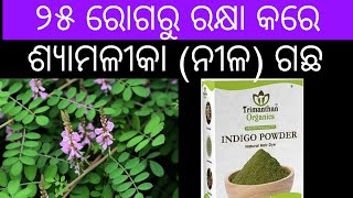 ଶ୍ୟାମଳୀକା ନୀଳ ଗଛର💊 ଔଷଧିୟ ଗୁଣ 🌲Indigofera tinctoria medicinal uses in Odia 🩹 [upl. by Adnolahs]