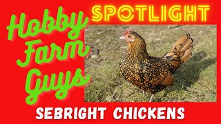 HFG Farm Animal Spotlight Sebright Bantam Chickens [upl. by Irihs]