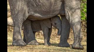 African elephant and calf stand eating leaves [upl. by Akcimehs606]