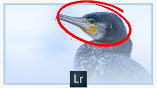 Comment utiliser le filtre radial sur Lightroom [upl. by Andris]