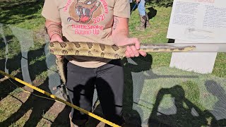 A Celebration of Snakes at the Noxen Rattlesnake Roundup [upl. by Annaej985]