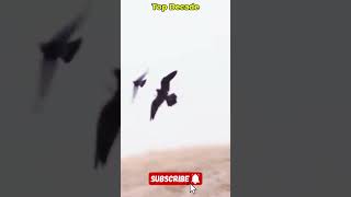 🚀 Top 10 Fastest Birds in the World topdecade top10 [upl. by Ruenhs]