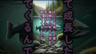 鮭は放流すると何処へ行くか知ってますか？ shorts 雑学 豆知識 謎解き 動物 [upl. by Ethelyn10]