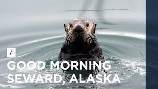 Seward Alaska  Good Morning Resurrection Bay [upl. by Ahcmis]