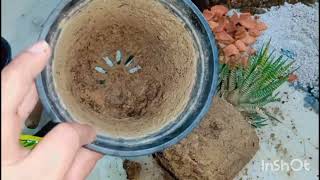 Haworthia Zebra plant repotting propagation and soil mix  how to grow zebra plant  Succulent [upl. by Corty942]