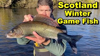 HOW TO  Catch MONSTER Winter Grayling the easy way  river fishing [upl. by Mellins929]