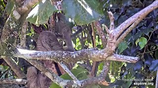 The three toed sloth with the amputation in rehab trees 🦥  032424  SlothTV via exploreorg [upl. by Annairol588]