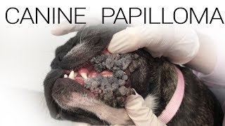 Canine Papilloma Virus  Extreme Case [upl. by Eetsirhc]