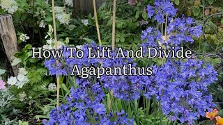 How To Lift And Divide Agapanthus How To Split Agapanthus Agapanthus Flowers Plant Propagation [upl. by Barbette]