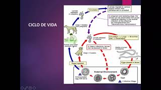 Toxocara canis [upl. by Niad]