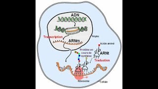 دور هام Le rôle de lARN de transfert [upl. by Lefton357]