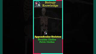 Appendicular Skeleton  Shoulder Girdles  Pelvic Girdles Forelimb  Hindlimbs  Biology  Skeleton [upl. by Annovad]