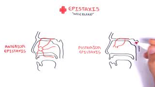 Clinical Anatomy  Nasal Cavity and Nose bleeds [upl. by Donna89]