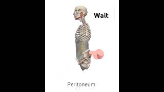 Peritoneum anatomy membrane  peritoneum is serous membrane that lines the abdomen and pelvis [upl. by Jermain]