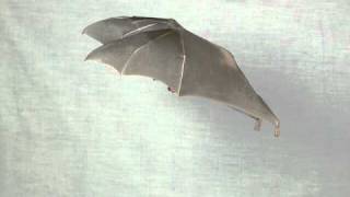 Bats in Slow Motion 2 [upl. by Anicnarf730]