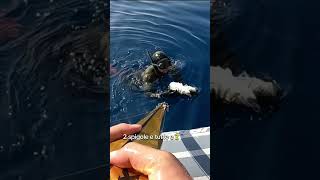 DUE GROSSE SPIGOLE CON UN SOLO TIRO pescainapnea pescasub spearfishing pescasubacquea spigola [upl. by Tandie613]