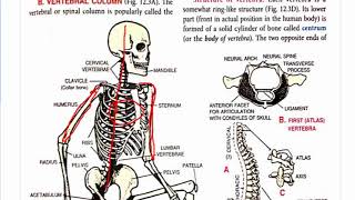 concise biology skeleton icse class 9 selina biology skeleton movement and locomotion mee academy [upl. by Herwick445]