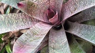 BROMELIAD VRIESEA [upl. by Henryetta]