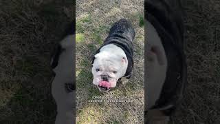 bro’s life pt2 🐼🧿 englishbulldog bulldog bulldogs bulldogs dogs dogmom shortsfeed trending [upl. by Anelagna]