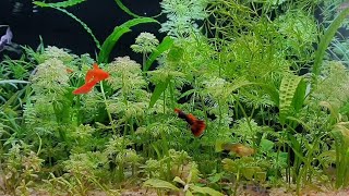 Bitkili Akvaryum  Planted Aquarium aquascape [upl. by Hesoj793]