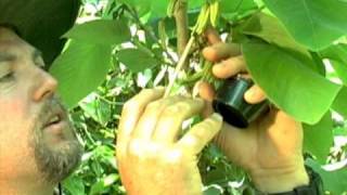 Cherimoya Hand Pollination [upl. by Ernestine140]