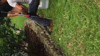 5footlong cottonmouth snake shows up at New Tampa home [upl. by Edahs]