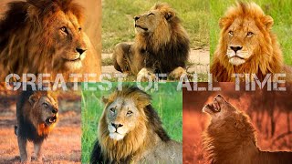 Greatest Of All Time  Mapogo Lion Coalition [upl. by Aihsak657]