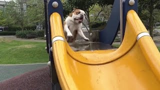 Dogs on Slides 2016 [upl. by Vedis502]