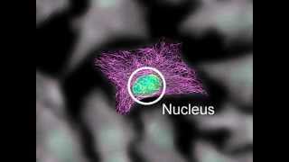 Cytoskeleton Structure and Function [upl. by Enelyaj]