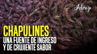 Chapulines una fuente de ingreso y de crujiente sabor [upl. by Baugh804]