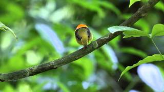 Orangecollared Manakin [upl. by Saimon]