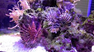 New Antennata Lionfish [upl. by Aisel]