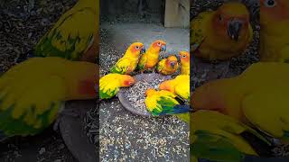 Sun conure beautiful parrot birdsvideoshortsviral [upl. by Kaye914]