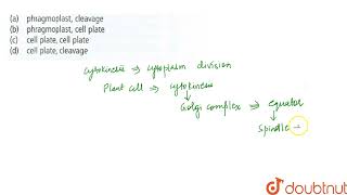 Spindle usually persists in the form of  during  method of cytokinesis  11  CELL CYCLE [upl. by Euqinad290]