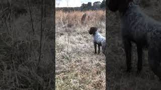 4 month old hunting wirehaired pointing griffon Truvy backs Dublin wirehairedpointinggriffon [upl. by Nivlam]