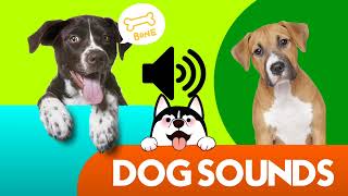 Dogs Sound To Attract Dogs  Try This Sound On Your Dog [upl. by Jolda]