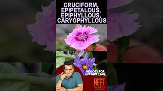 Cruciform  Epipetalous  Epiphyllous  Caryophyllous  Class 11 BIOLOGY NEETUG  neet science [upl. by Kelcie]