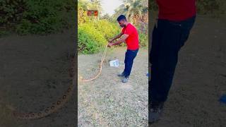 Russells viper very dangerous venomous Snake viralshort snakevideo russellsviper viralvideo ￼ [upl. by Yendic964]