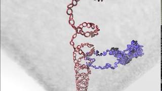 A Pathway for Mitotic Chromosome Formation [upl. by Hgielrahc]