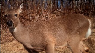 Trail Cam Close Ups VI [upl. by Tnemelc]