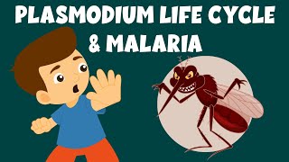 Life Cycle of Plasmodium  Malaria and the Life Cycle of Plasmodium  Video for Kids [upl. by Gunnar667]