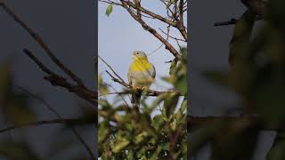 Yellow footed green pigeon pigeon birds birdslover 4k backyardwildlife peacefulmoments [upl. by Sudaorb]